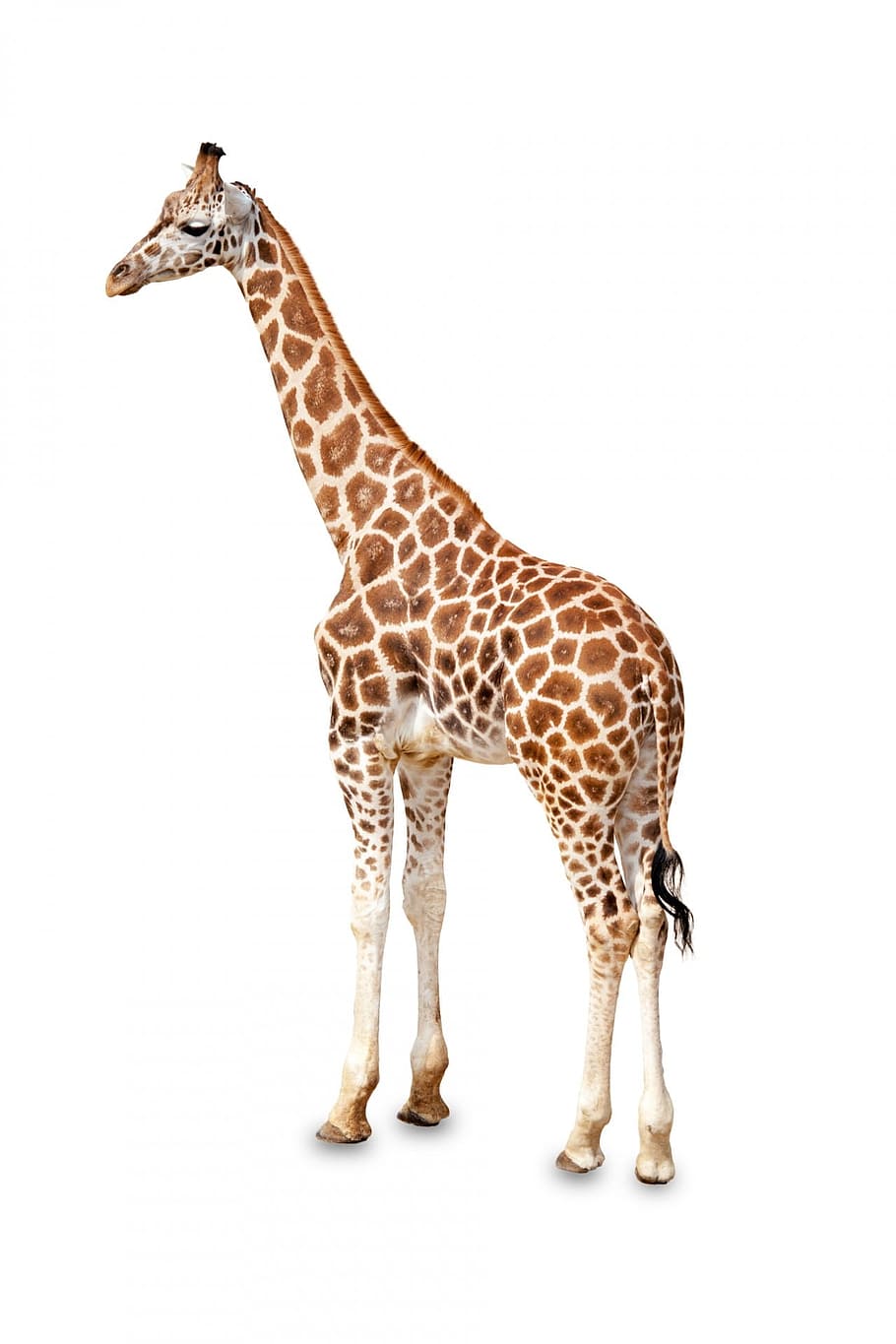 adult giraffe, africa, african, animal, big, brown, standing