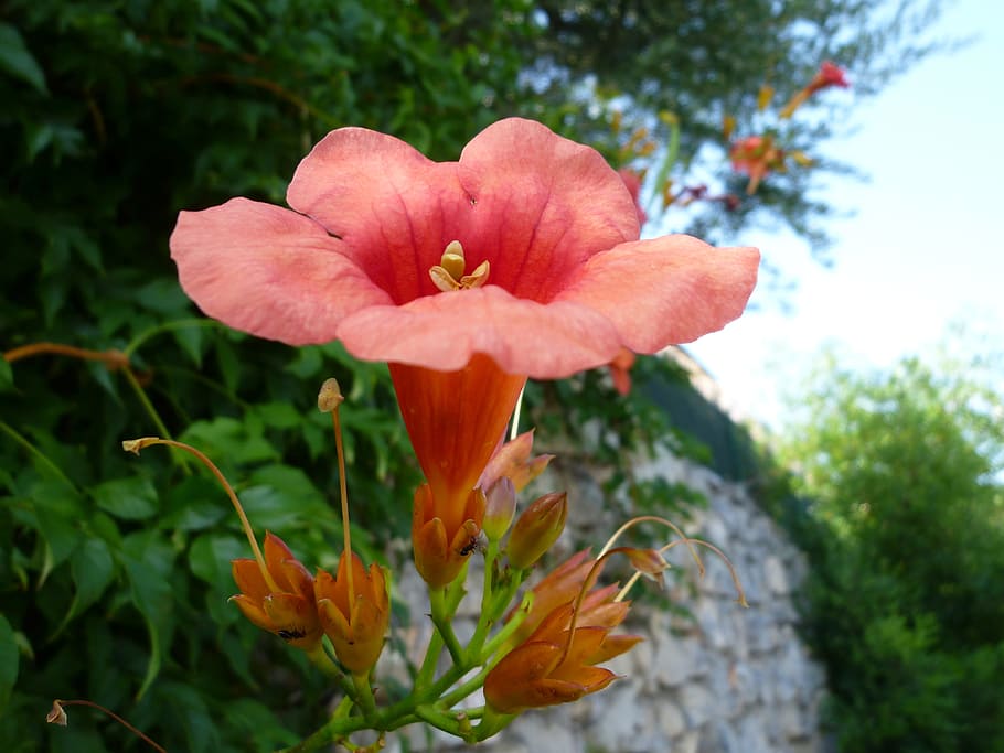 flower, close, red, plant, flowering plant, petal, freshness HD wallpaper