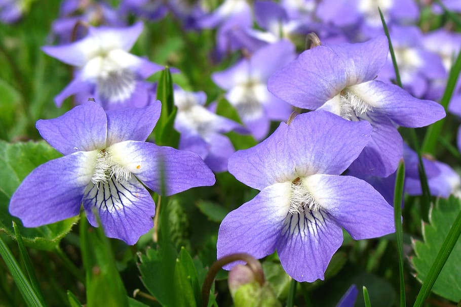violets, flower, purple, spring, blossom, floral, bloom, nature HD wallpaper