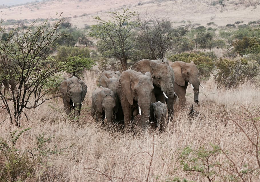 herd of elephants standing on grass field, wildlife photography of elephants, HD wallpaper
