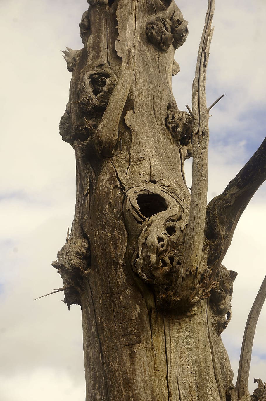 tree trunk, dry, deadwood, sky, no people, wood - material, HD wallpaper