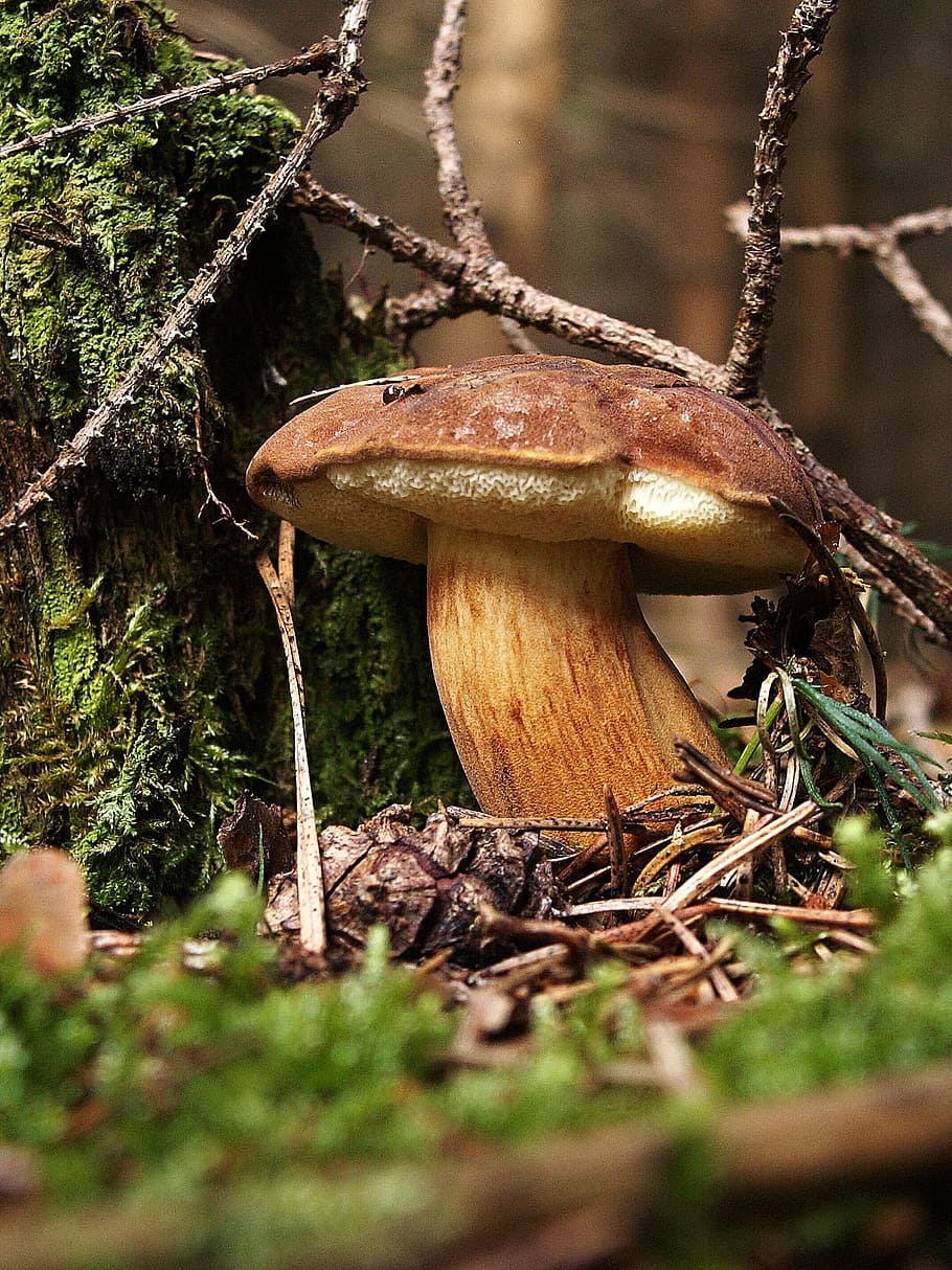 fungus, boletus, bun, edible, mushroom picking, macro, nature, HD wallpaper