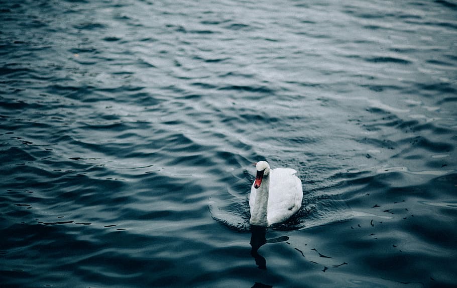 goose in body of water, white swan, bird, ripple, providence, HD wallpaper