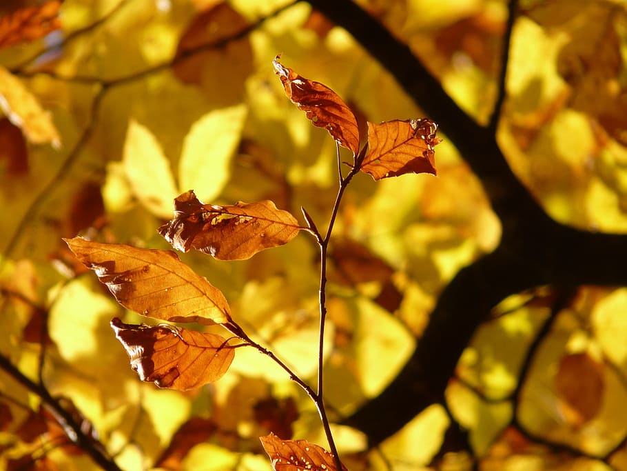 selective focus photo of brown leaves, beech, fagus sylvatica HD wallpaper