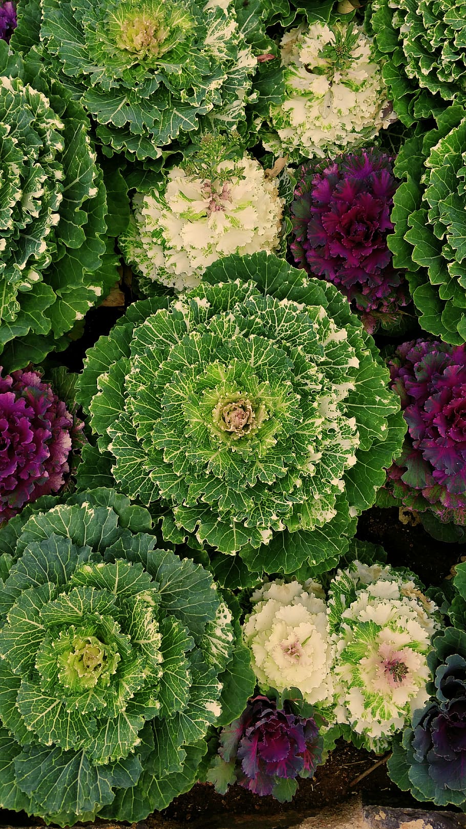 green and pink leafed plants, green, white, and pink leafed plants HD wallpaper