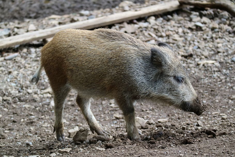 boar, piglet, launchy, animal themes, one animal, mammal, animal wildlife HD wallpaper