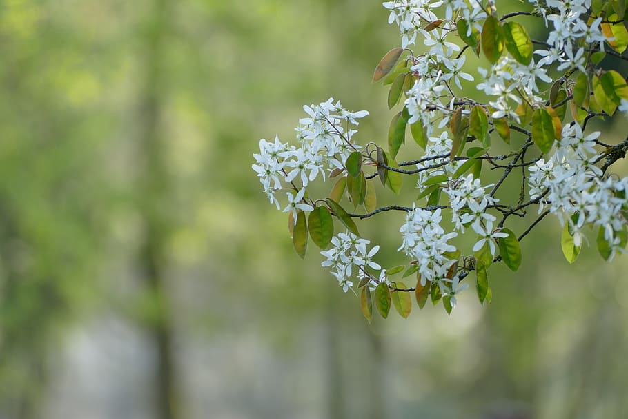 Love, Spring, Tree, coming, nature, flower, growth, fragility HD wallpaper
