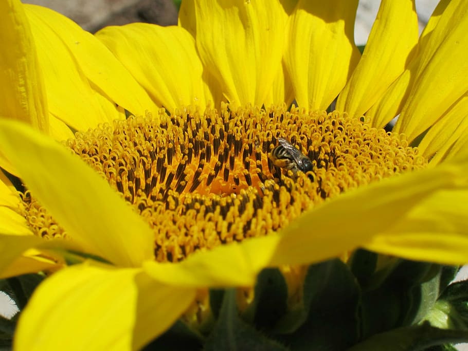 sunflower, bee, nature, closeup, summer, outdoor, yellow, flowering plant HD wallpaper