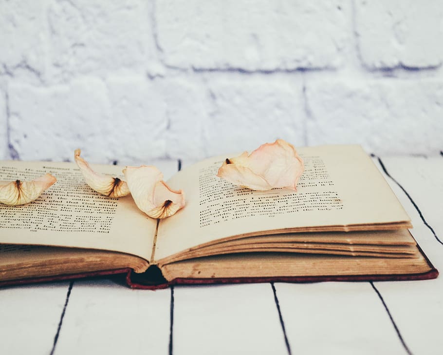flower petals on opened book, opened book with pink rose flower petals on white wooden table HD wallpaper