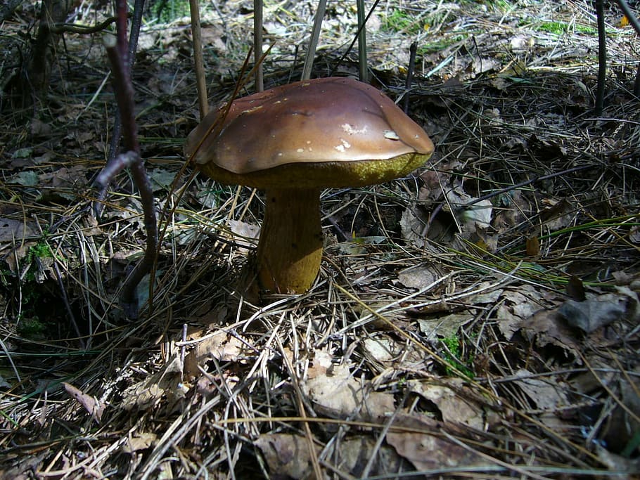 mushroom, chestnut, forest, fungus, vegetable, land, toadstool HD wallpaper