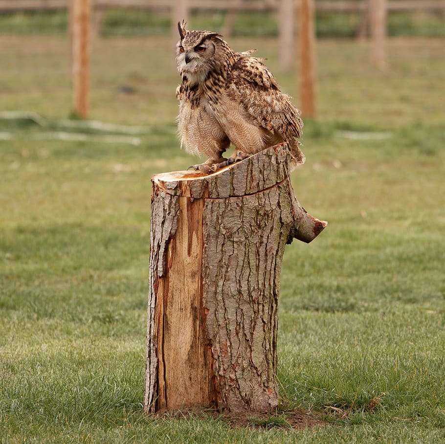 horned owl, orange eyes, sitting on post, big, hunter, predator, HD wallpaper