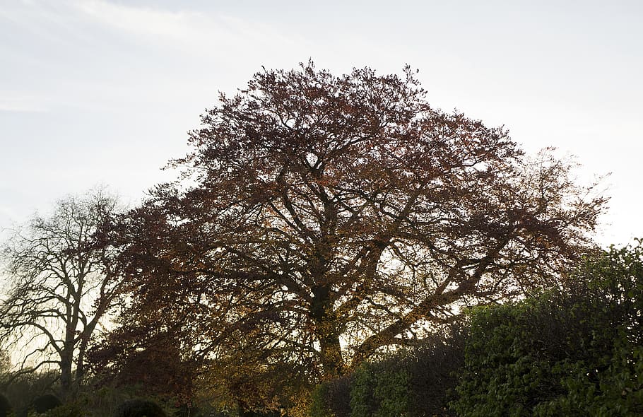 Cambridge, Tree, Sun, Sunset, Colorful, nature, leaf, day, no people HD wallpaper