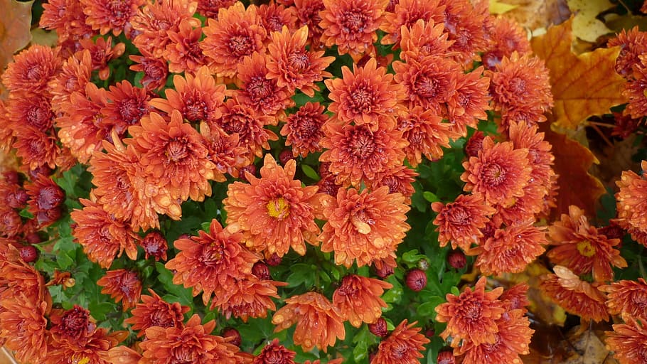 flower, aster, blossom, bloom, red brown, autumn, bed, flowering plant HD wallpaper