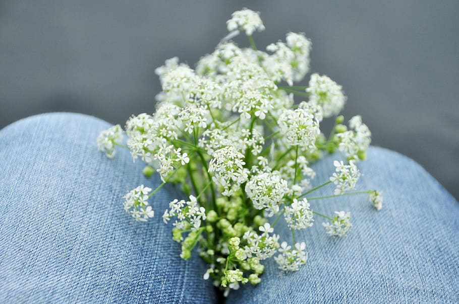 flowers, nature, field, country, jeans, white flowers, fleurs des champs, HD wallpaper