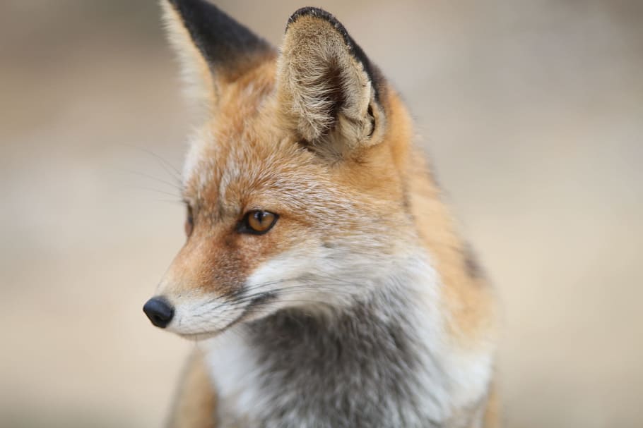 selective focus photography of fox, mountain, portrait, animals HD wallpaper