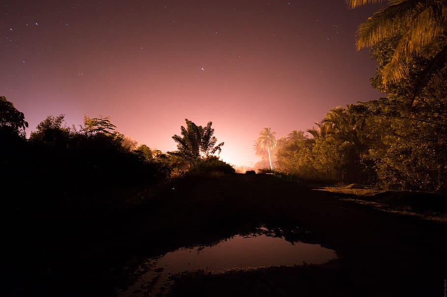 night sky, lights, orange, long exposure, palms, stars, tree HD wallpaper