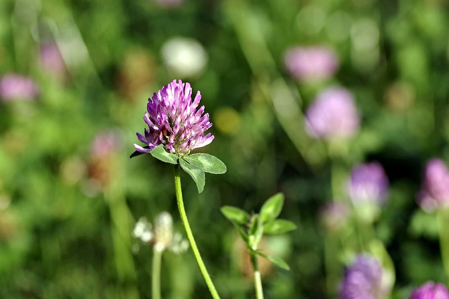 Clover, Red, Blue, Blue, Violet, Flower, fodder plant, a flower of the field HD wallpaper