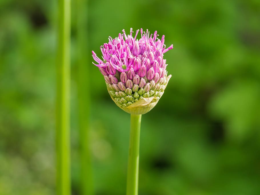 flower, blossom, bloom, summer, garden, flowering plant, vulnerability HD wallpaper
