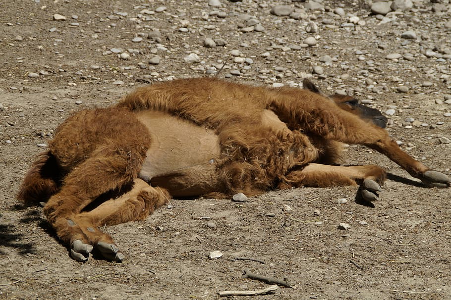 lama, rest, bask, concerns, fur, livestock, brown, animal, relaxation HD wallpaper