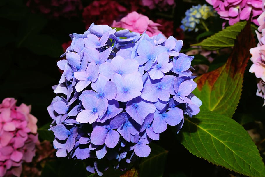 hydrangea, blossom, bloom, blue, huge, beautiful, mood, flowering plant HD wallpaper