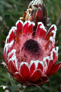 protea, pink, open, freshness, flower, close-up, flowering plant HD wallpaper