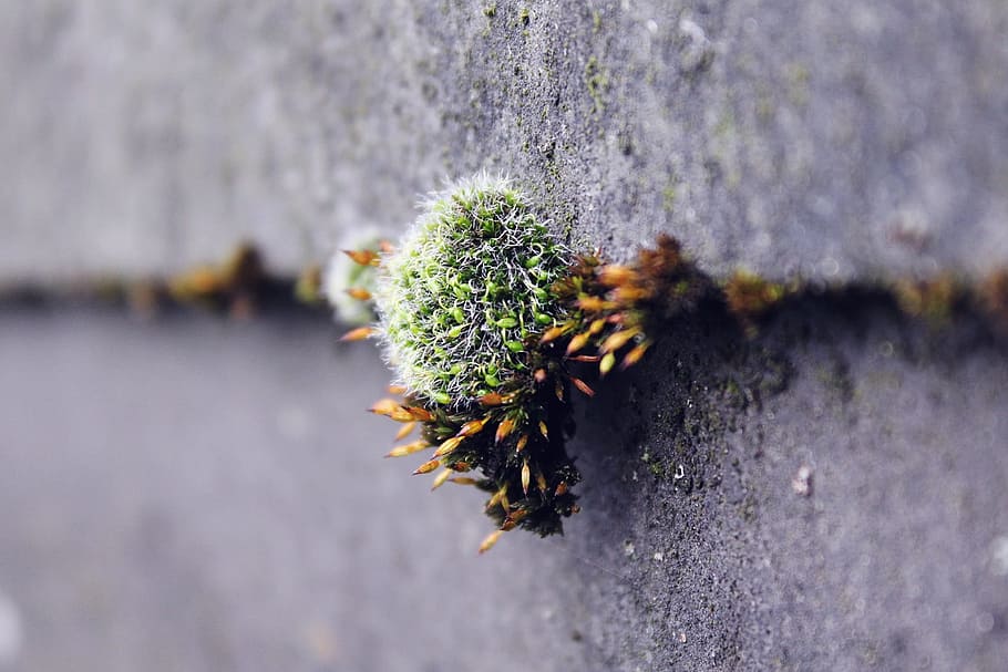 Moss, Wall, Nature, Autumn, Stone, green, stone wall, old, weathered HD wallpaper