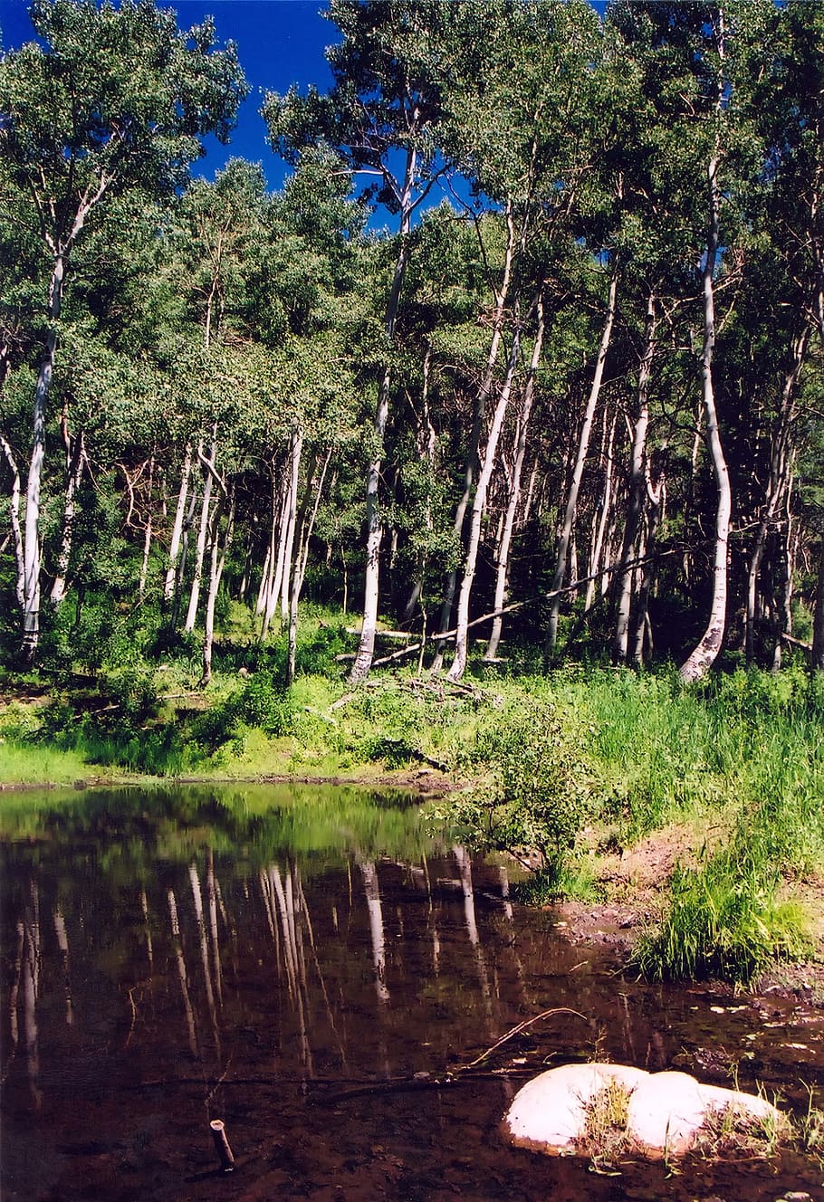 utah, forest, trees, pond, water, reflections, grass, nature HD wallpaper