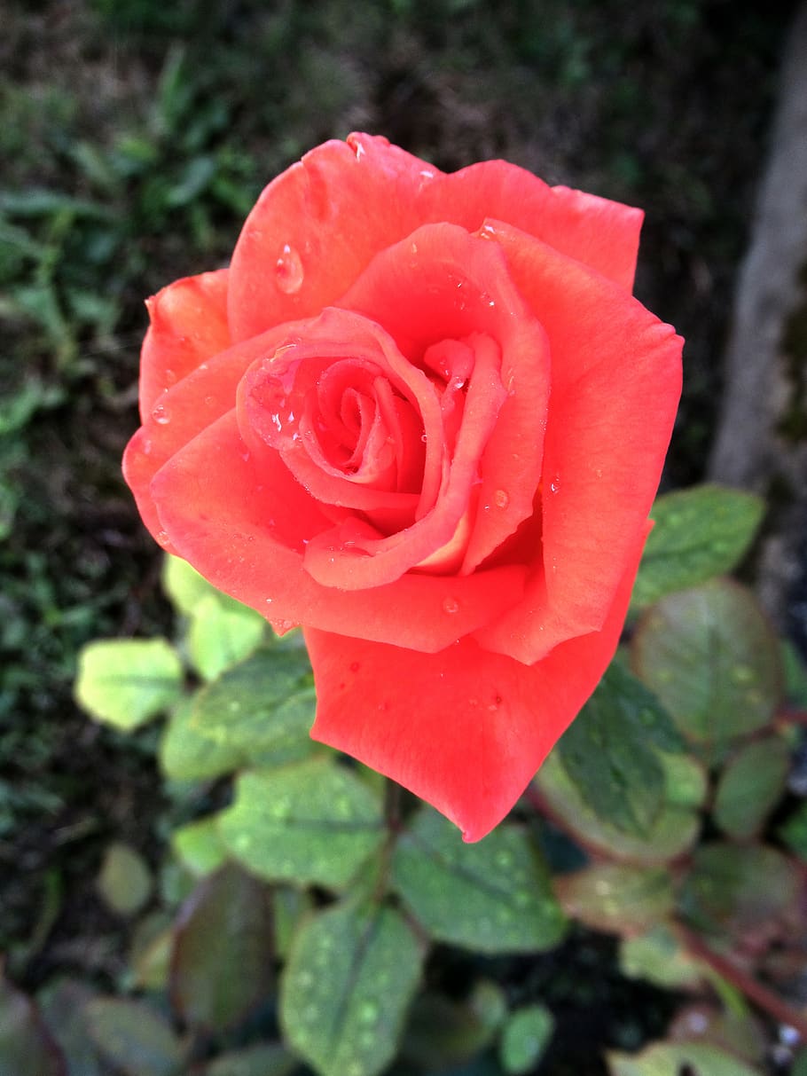 flower, rose, rain, flowering plant, beauty in nature, petal HD wallpaper