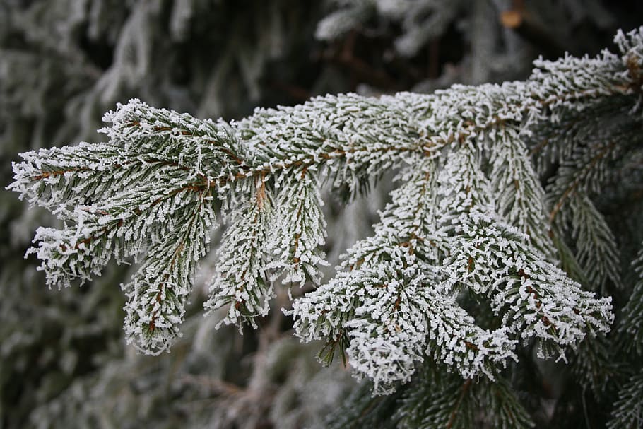 ripe, winter, hoarfrost, tree, aesthetic, frozen, plant, cold temperature HD wallpaper