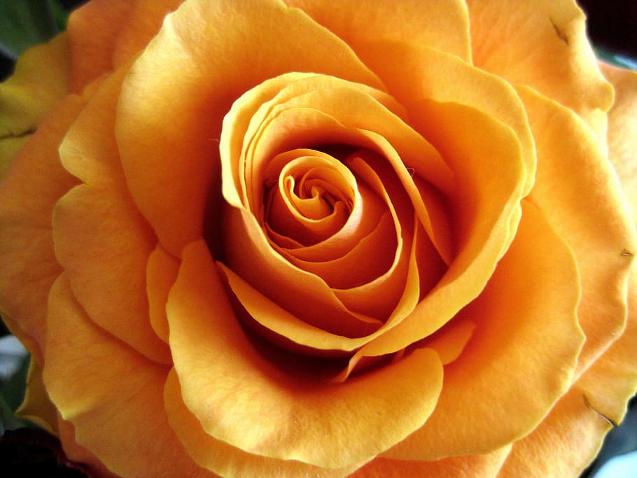 close up photo of a yellow rose flower in bloom, nature, rose - flower HD wallpaper