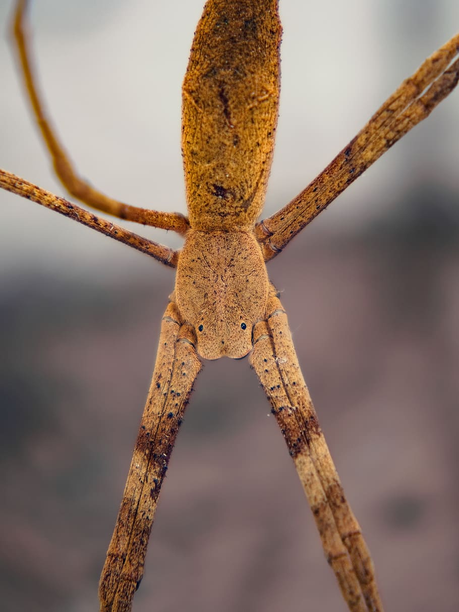 spider, stick, eyes, bug, torso, legs, scary, nature, arachnid HD wallpaper