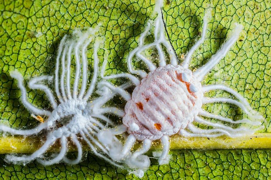 pests, journal infection, macro, green color, no people, plant HD wallpaper