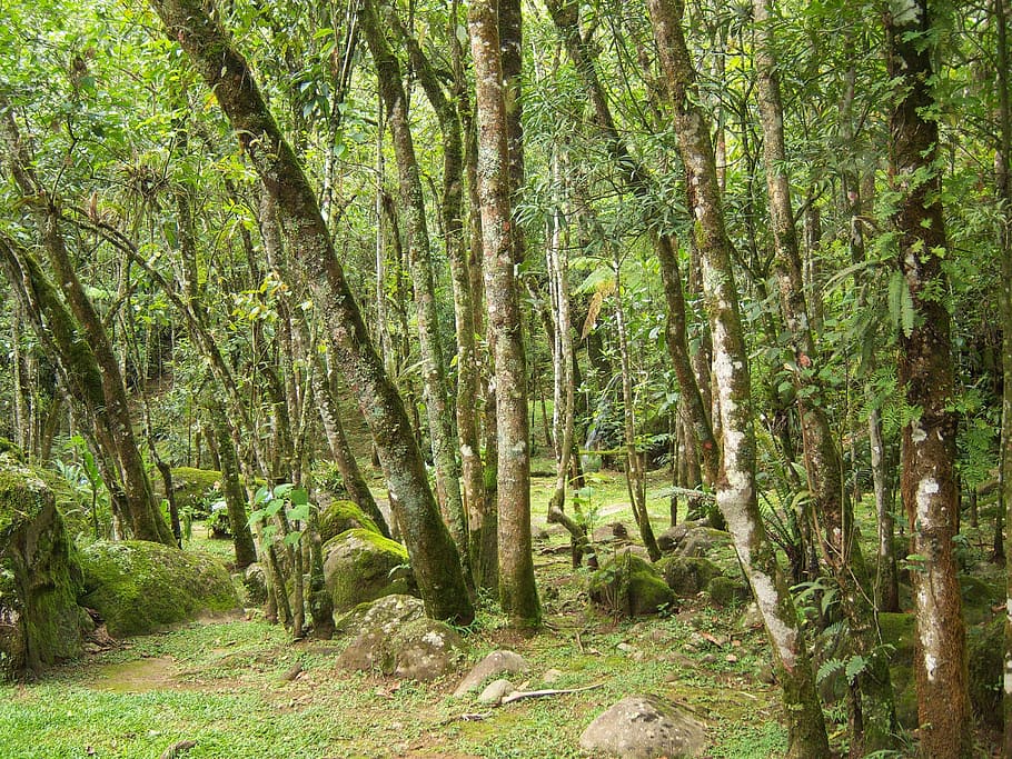 woods, trees, forest, nature, green, landscape, plant, tranquility HD wallpaper