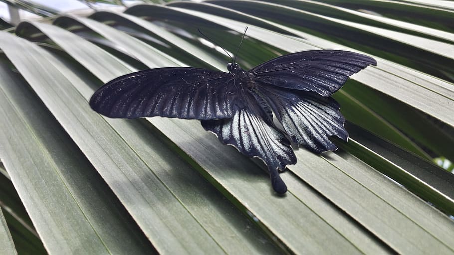 black and white mormon butterfly perching on green palm leaf in close-up photography HD wallpaper