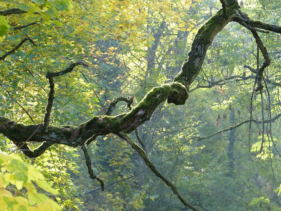 branch, tree, crooked, bemoost, gnarled, autumn, plant, day HD wallpaper