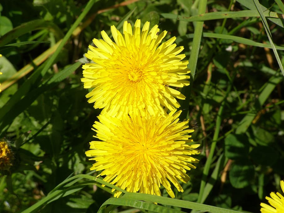 dandelion, yellow, plant, flower, beauty in nature, freshness HD wallpaper