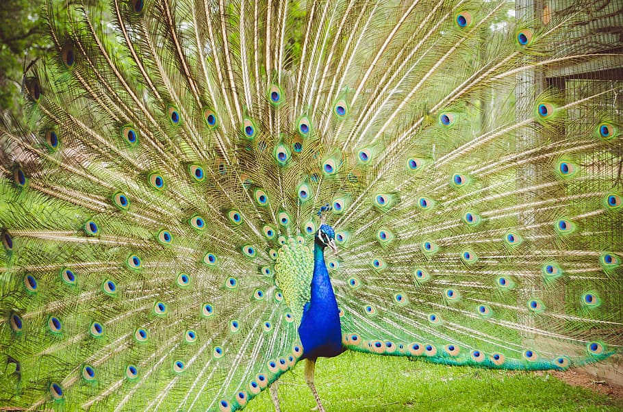 blue and green peacock with opened tail, plumage, bird, peafowl