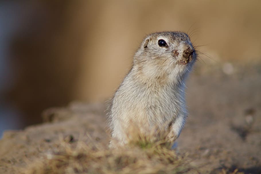 prairie dog, rodent, squirrel, animal wildlife, one animal HD wallpaper