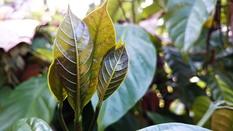 leaf, green, natural, plant part, close-up, focus on foreground HD wallpaper