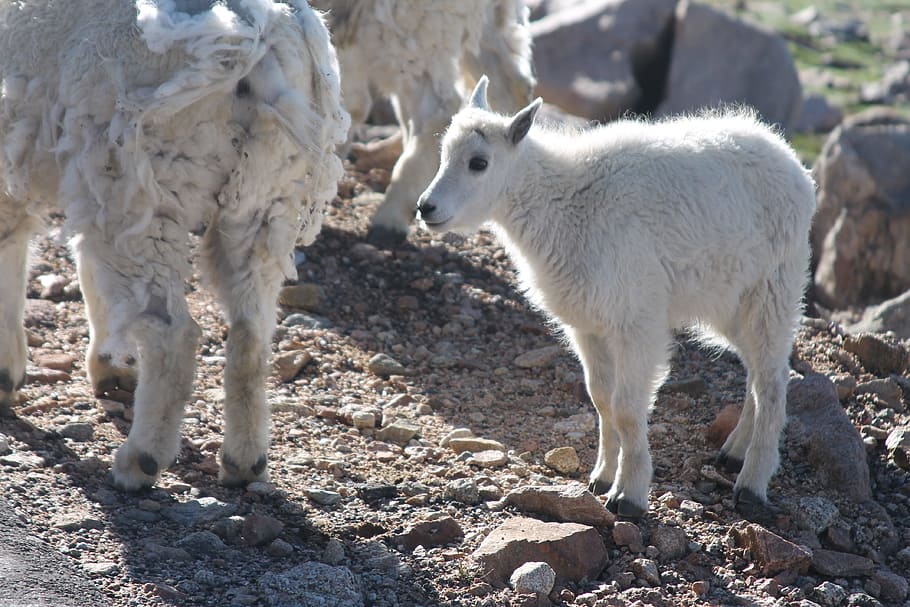 longhorn sheep, baby, animals, babies, mountain, rocky, wild, HD wallpaper
