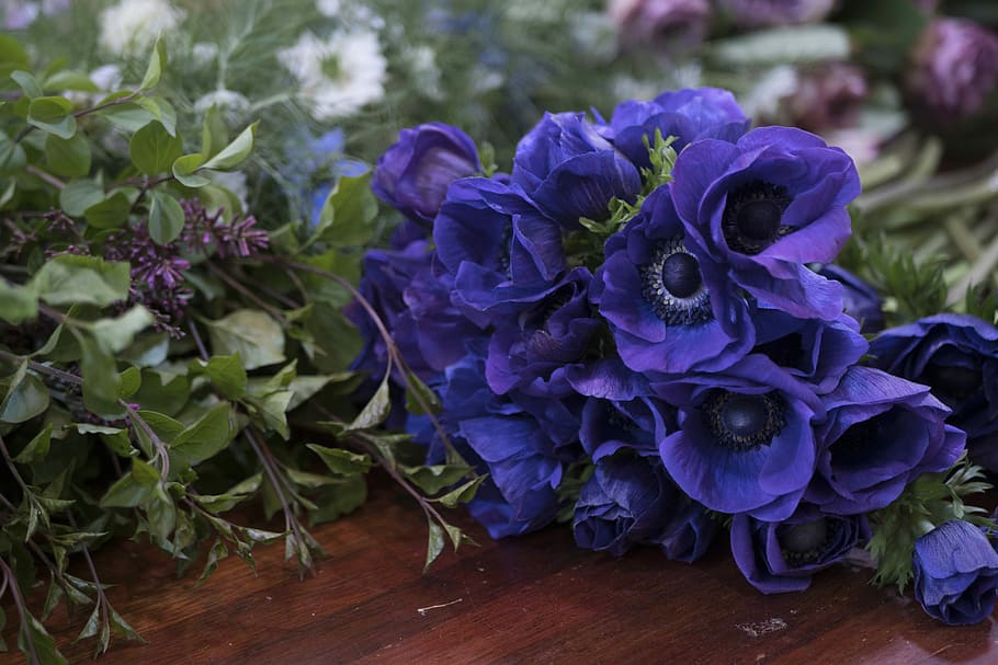 flowers, plants, nature, leaf, flowering plant, purple, freshness HD wallpaper