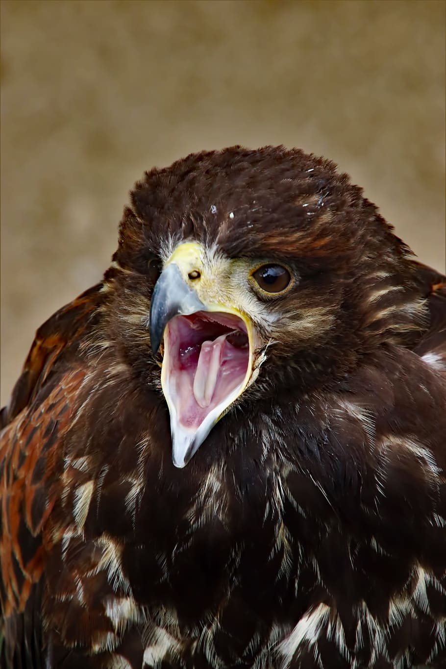 Harris Hawk, Bird, Nature, predator, prey, wild, raptor, hunter HD wallpaper