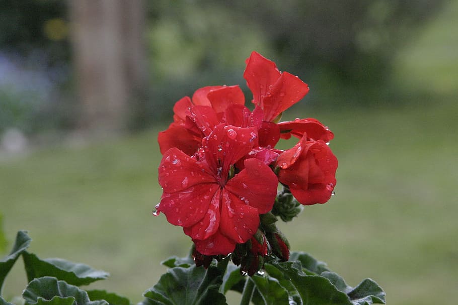 Spring, Public Record, Flora, rain, raindrop, flowers, sun HD wallpaper