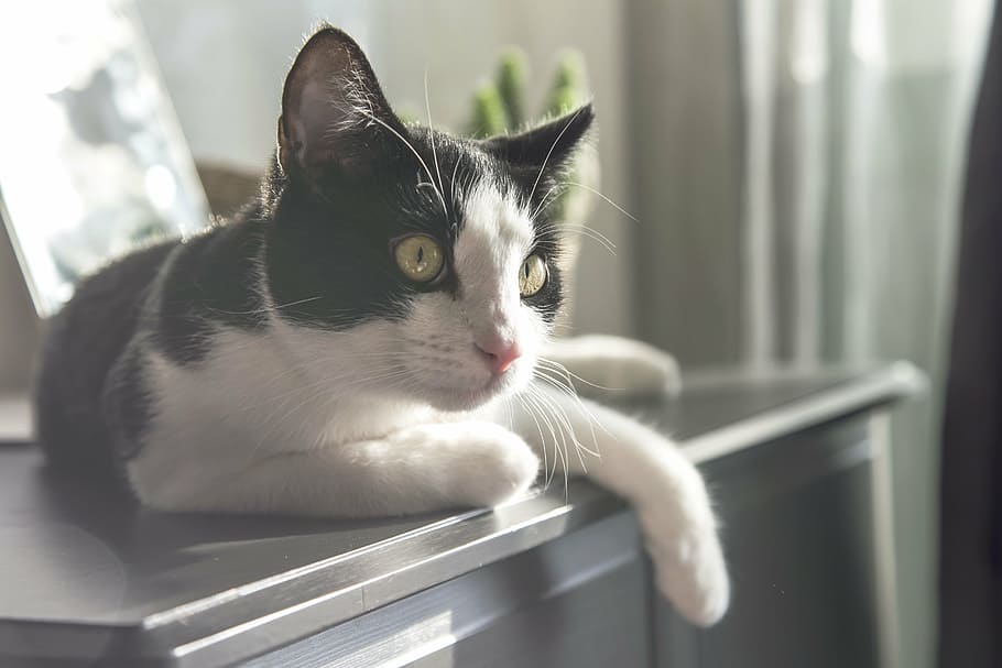 white and black cat on black wooden sideboard, kitty, sun, morning HD wallpaper