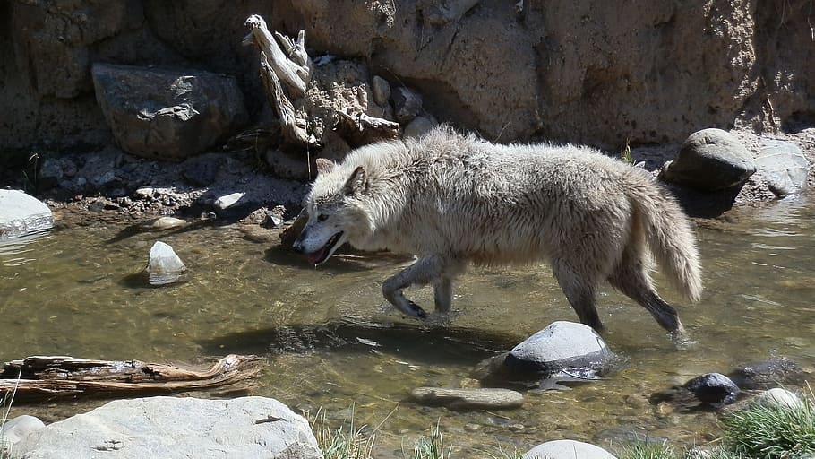 brown 4-legged animal walking on water stream, wolf, canine HD wallpaper