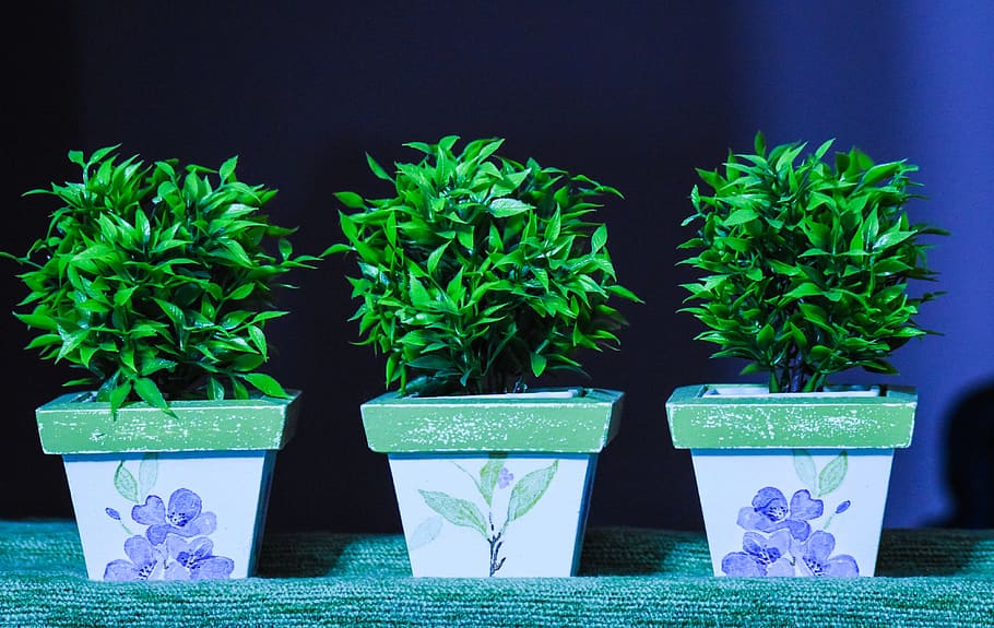 pots, decoration, artificial, inside, plant, growth, green color HD wallpaper