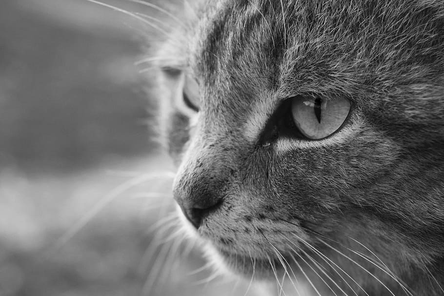 cat, bw, animals, pet, cats, cat's eyes, darling, beautiful cat HD wallpaper
