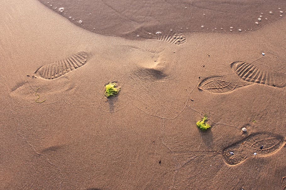 Sand, Beach, Nature, Light, animals in the wild, animal wildlife HD wallpaper