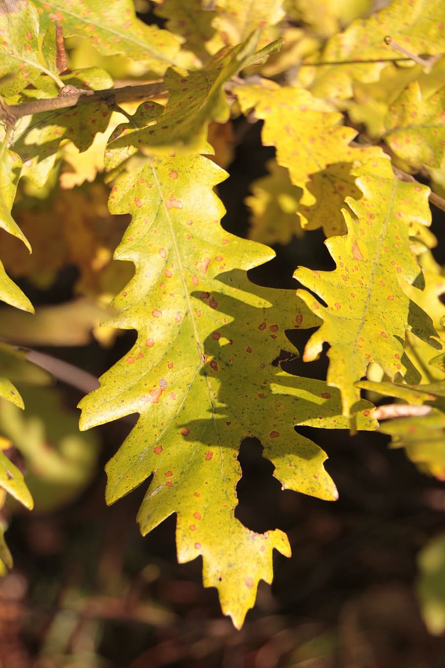 colors, fall, forest, leaf, leaves, light, warm, yellow, autumn HD wallpaper