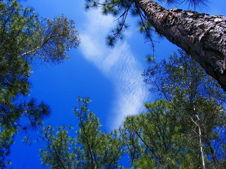 Lehigh Acres, Florida, Pine, Tree, pine needles, nature, evergreen HD wallpaper